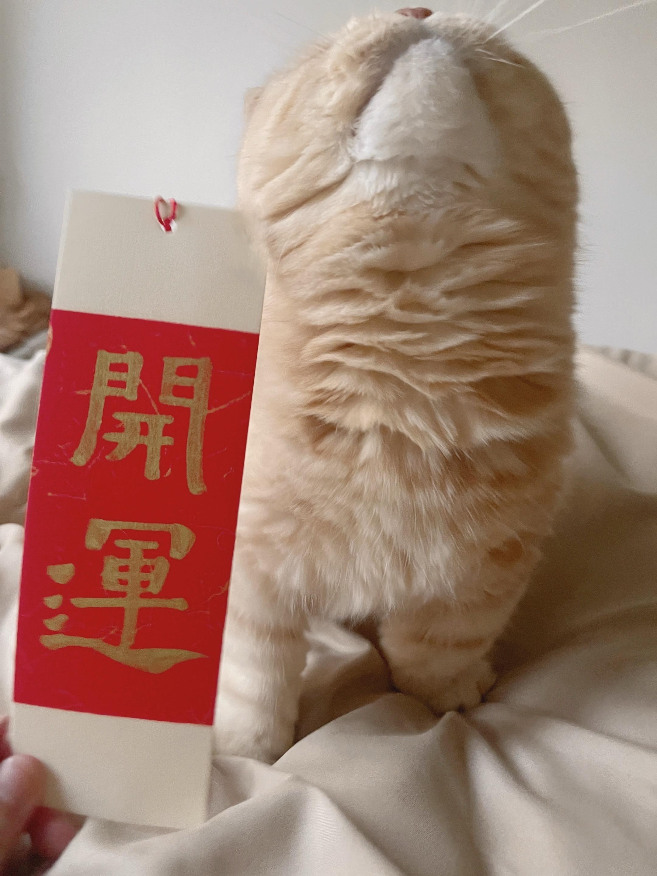 今日份的祝福：见者开运！