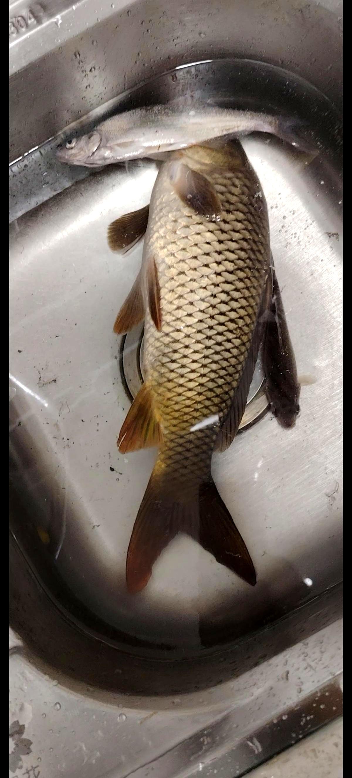 钓友用0.8号子线夜钓鲤鱼，浮漂信号让他差点错过大鱼。
 

上周五晚上十点四十