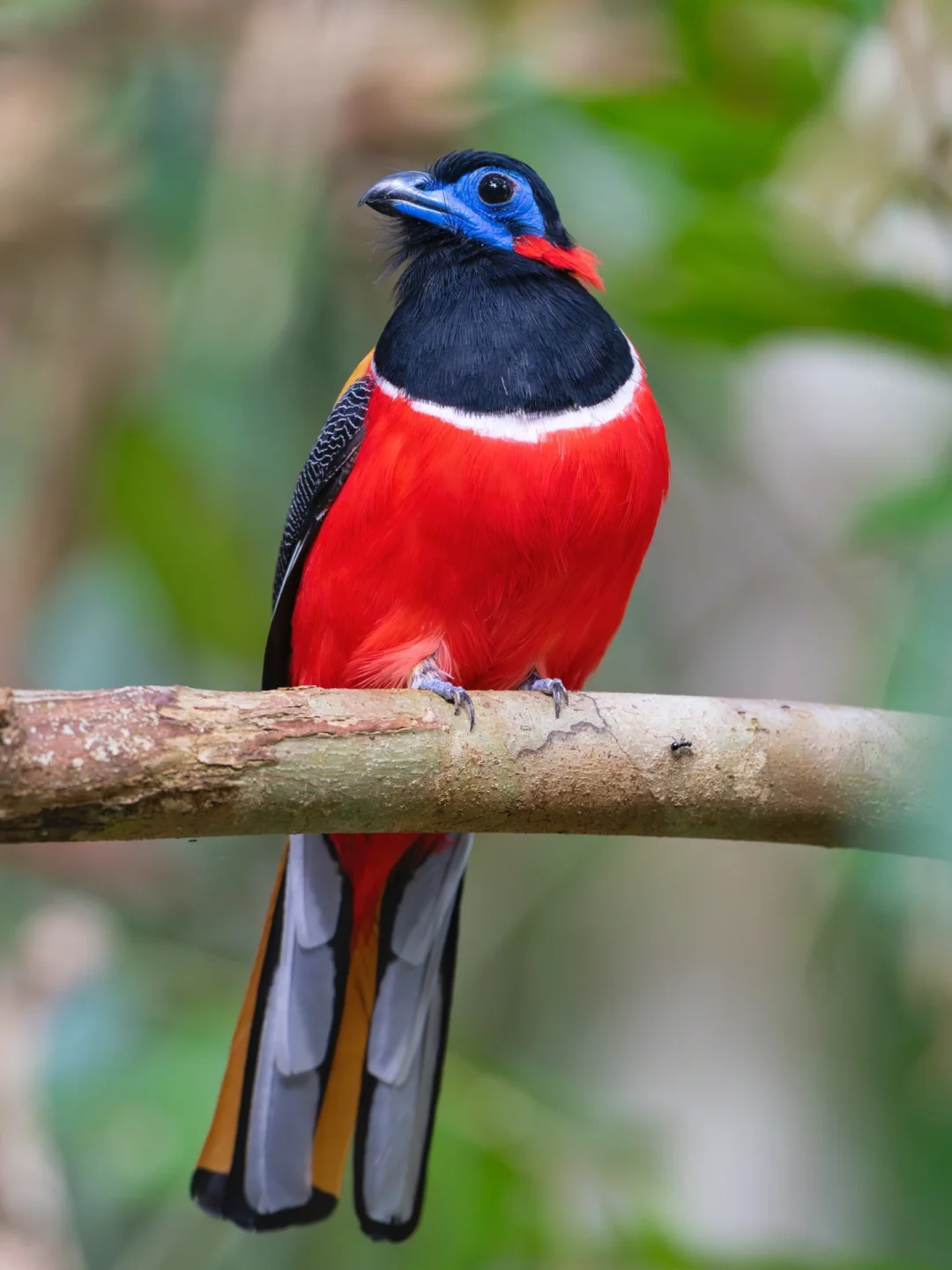 定格多彩婆罗洲