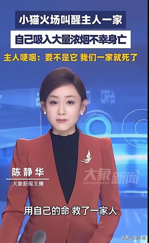 这只猫咪，太感人了！
深圳一只小猫，半夜发现家里起火了，不是自己先跑，而是去扒拉