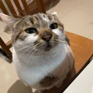这是煤球啤酒是只猫呀