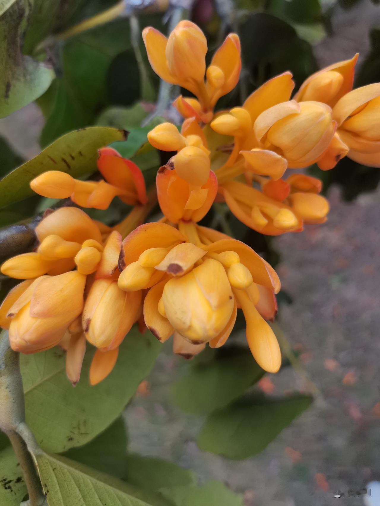七律·静对繁花
不随红紫竞芳尘，
偶坐苔阶养素真。
细语无声传造化，
清芬有味涤