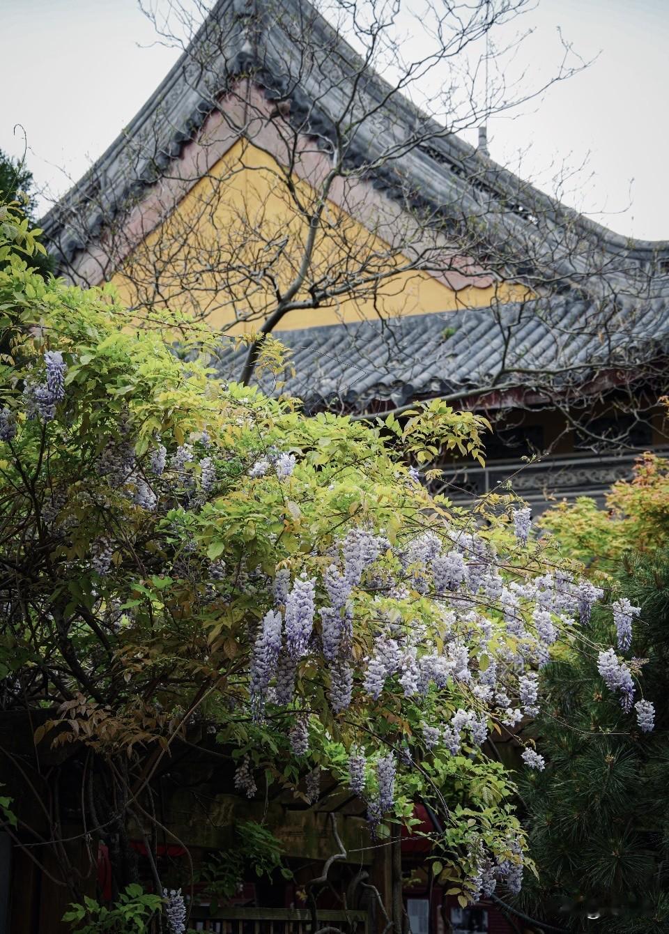 三月初一 紫气东东来