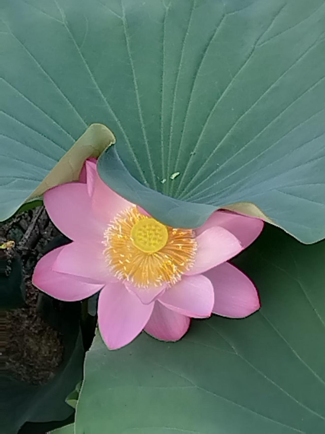盛夏，赏荷，还拍了一张。虽然这枝荷花被大叶盖了小半，但更美，像害羞的姑娘…