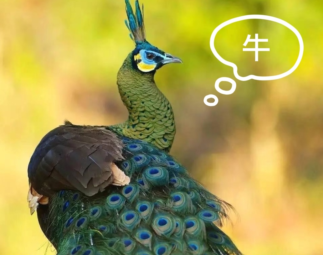 【你的好朋友是谁？绿孔雀：牛！】在云南玉溪，做一道地道的嘎洒牛汤锅，必须选用本地