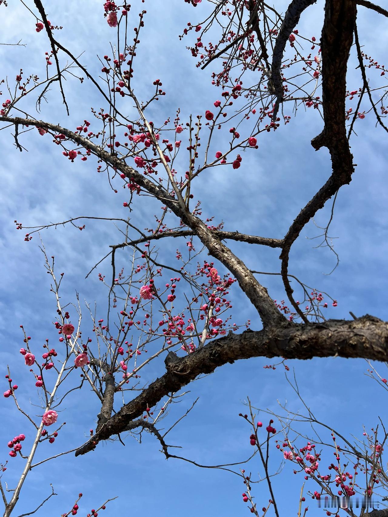 春晓江南，梅林花千树。今日江南小城宜兴梅林村。宜兴东郊梅林桥南堍梅林村，千树梅花