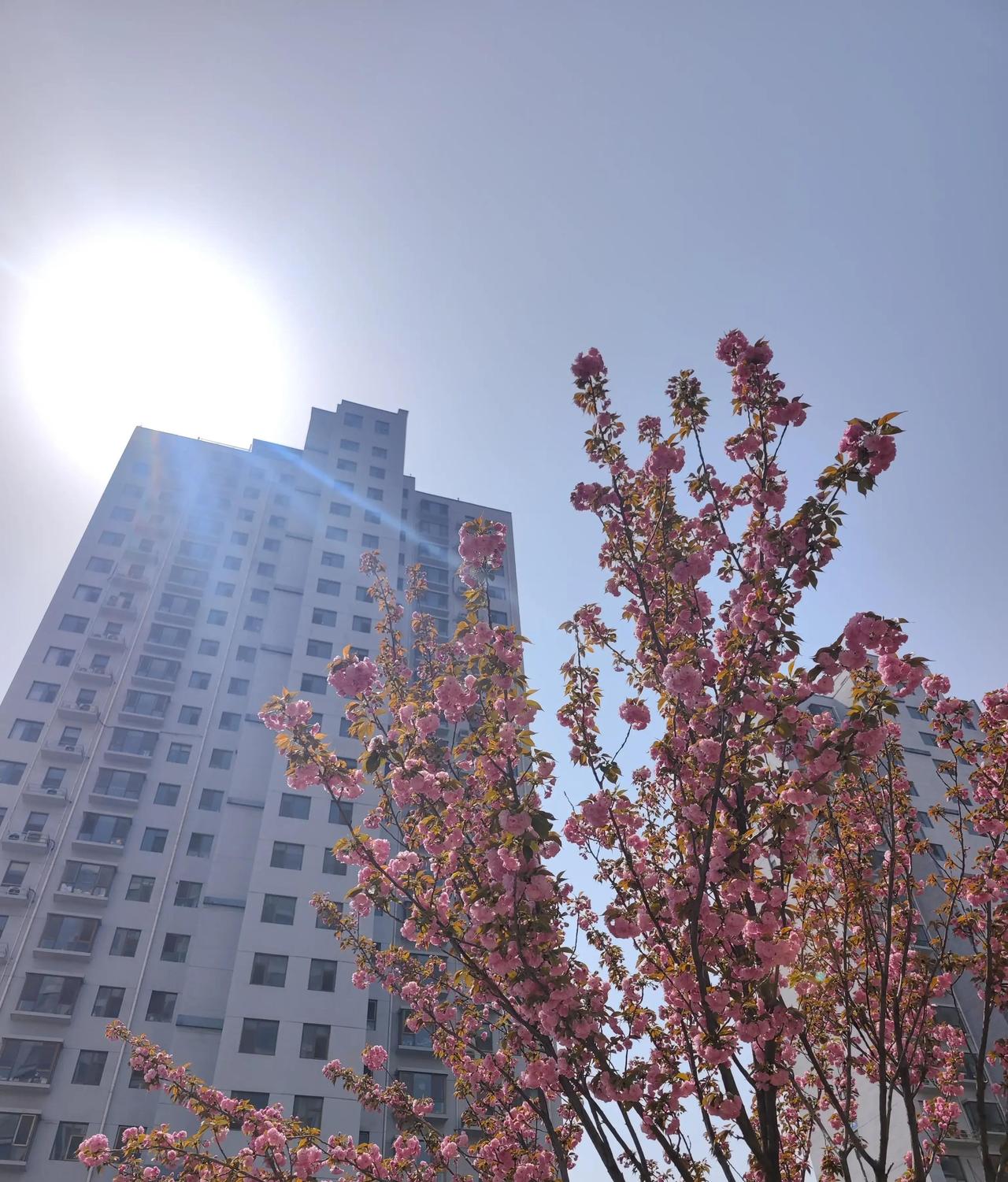 出院第三天，父亲猛吃火龙果奶粉，谁知竟是回光返照，瞬间拉扯出生命无常的撕心裂肺？