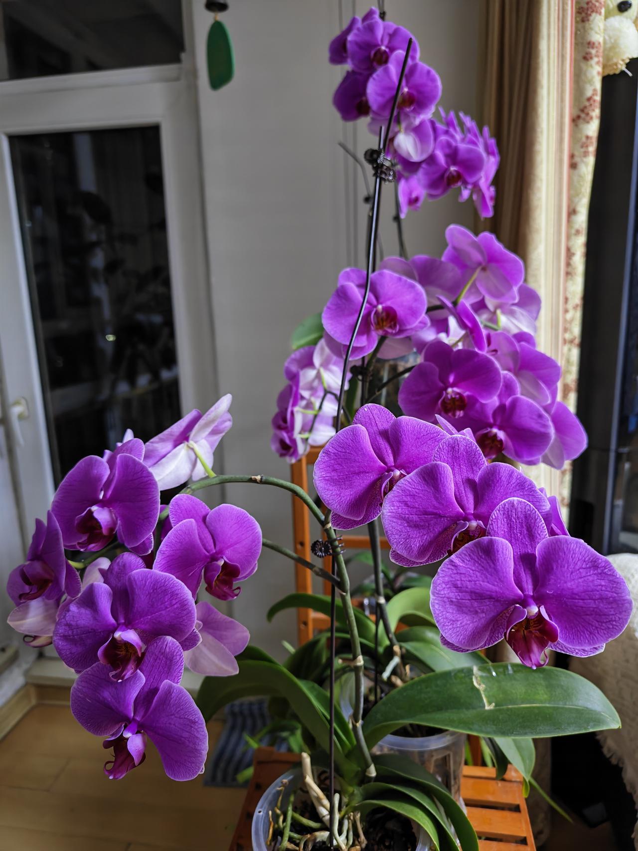 春日生活打卡季这般生机盎然的春之花！