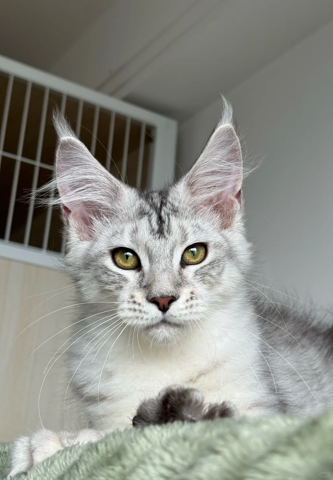 缅因｜银虎斑缅因弟弟 （蹲新家）