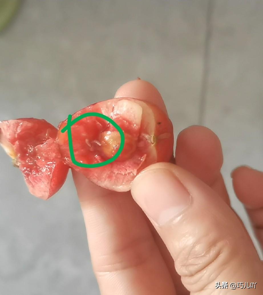 给网友们避个雷吧。这个季节，樱桃最好别买了！

我前天从山海关东付店新村那买了一