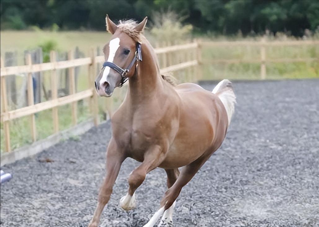 [微风]为什么马的腿断了必须死？一位养了10年马的师傅告诉我：90%的人都不知道