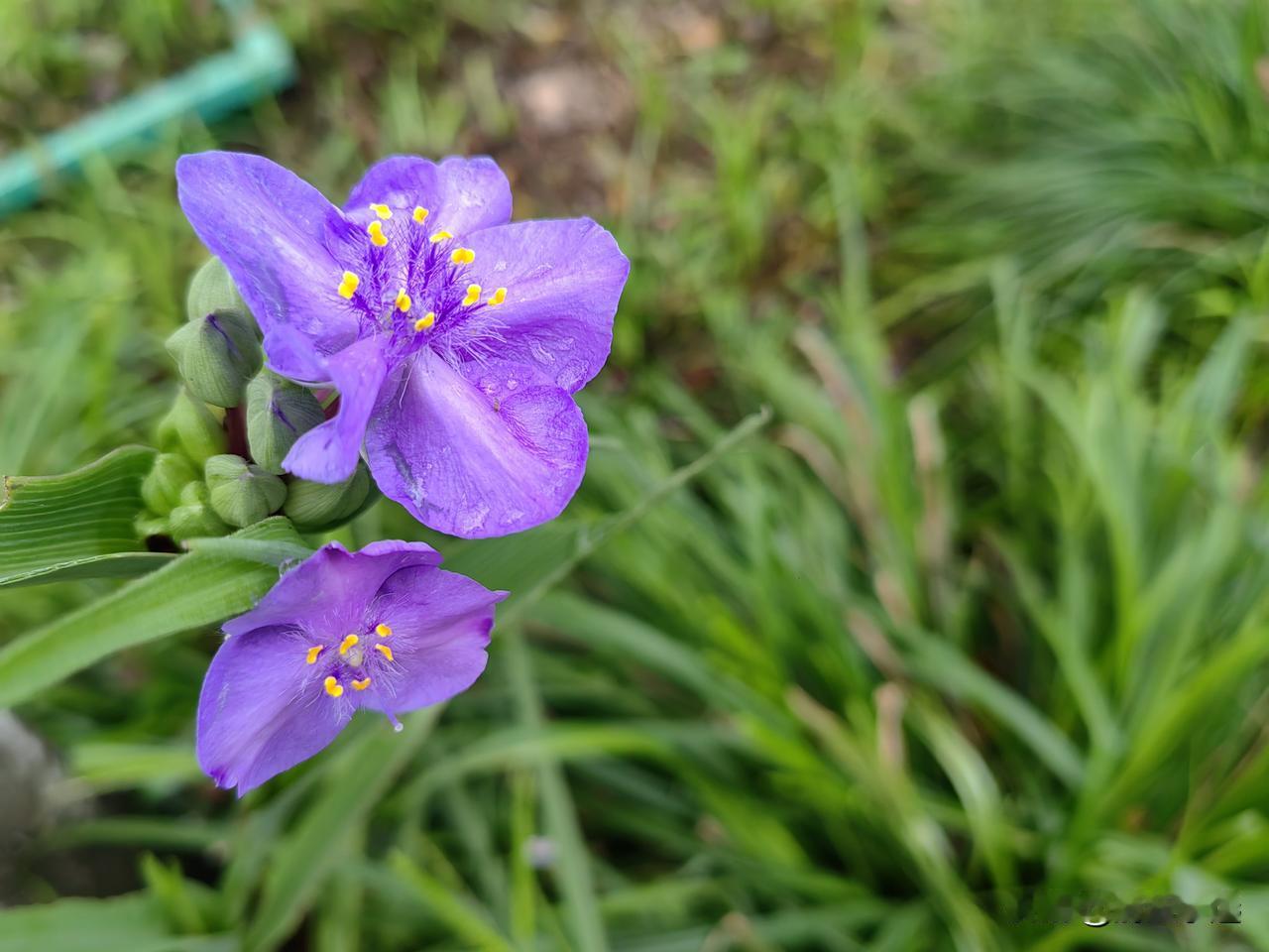 你喜欢跟老伴手牵手散步吗?
每当我看到别人的老公，拉着老婆的手散步时，我就对老公