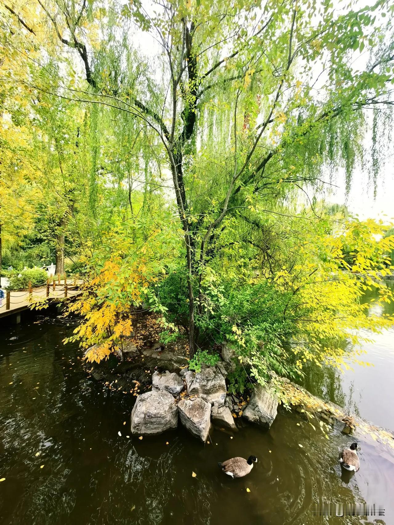 #拾起北京的秋天# #随拍北京风景#  2014年10月16日，在北京动物园，秋