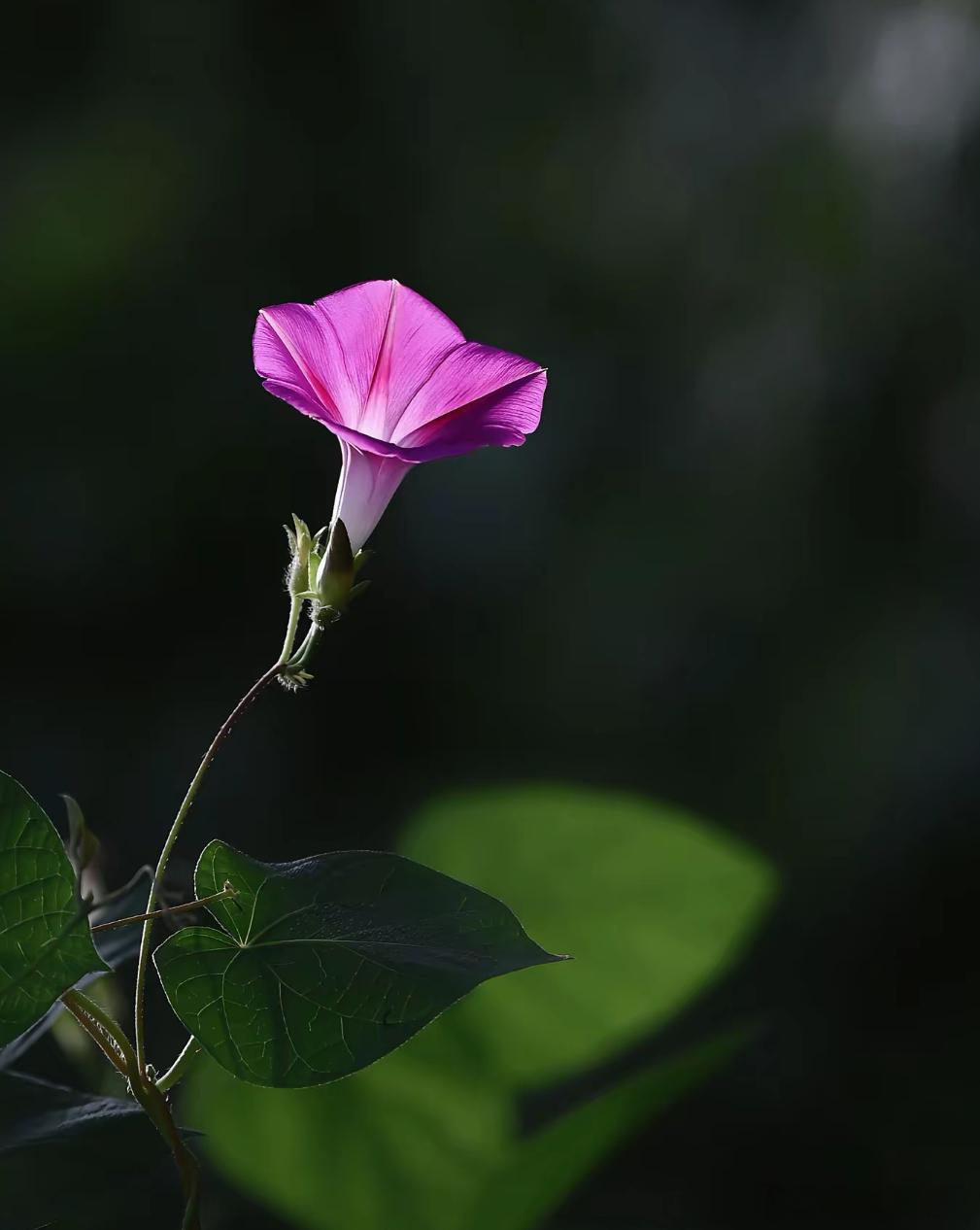 洋洋高锐、一花一世界·吗◎一整夜坐在……这朵花前吸了无数的烟◎她……走了昨天嫁人