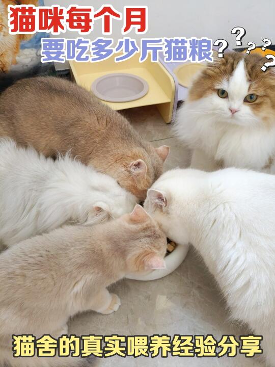 养猫必看，猫咪一个月吃多少猫粮？