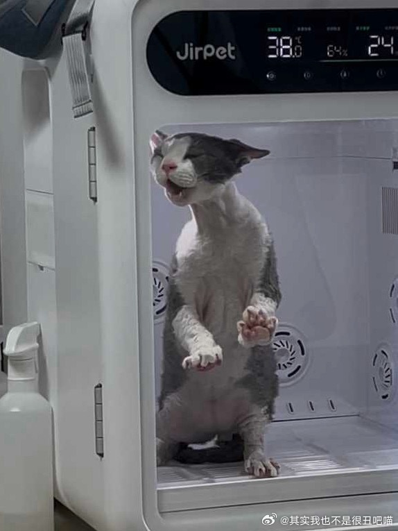 49754【丑猫】我对象的猫叫二蛋 现在零蛋了 