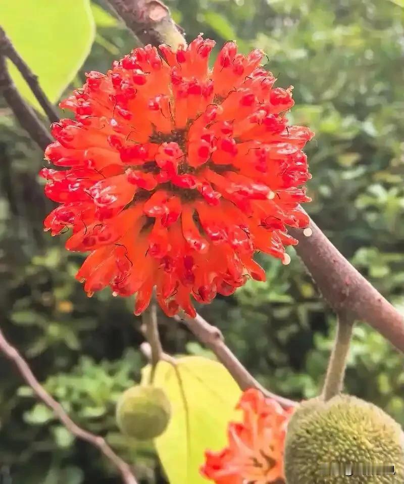 构桃红了

渭河滩上的风，是带着水汽的。八月的风，水汽里又裹了暑热，热烘烘地扑在