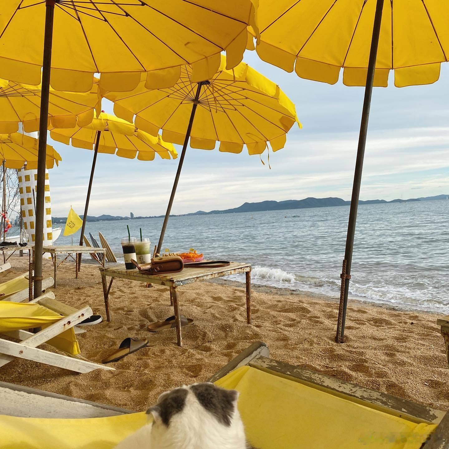 小猫咪的悠闲假期🏖️cr：jiewliew_jiggo 