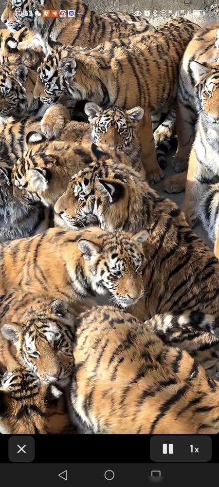 现在的荧幕里，那帮抹着厚粉、提不动重刀的精致脸孔，终于把观众的胃口败坏光了。
 