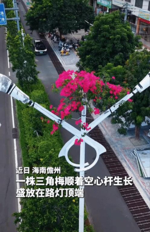 “上人民日报了!” 海南儋州，工作人员在一株三角梅旁边安装了一盏路灯，原以为三角