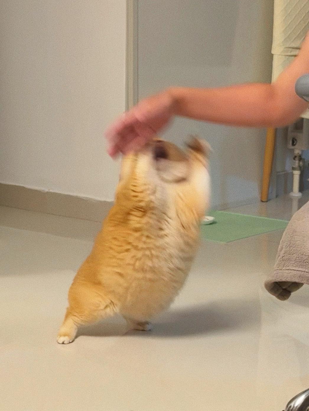 跳起来打你膝盖！