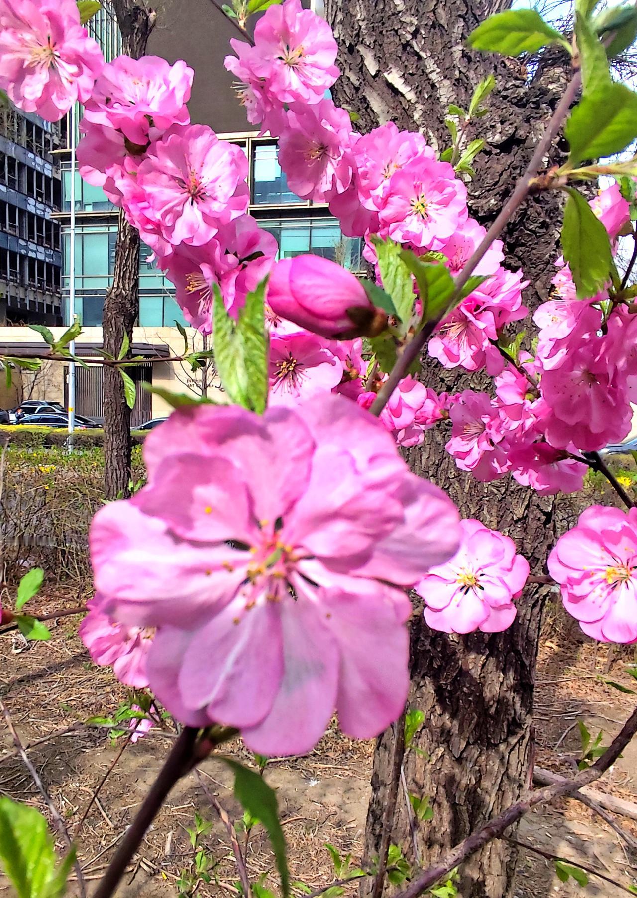 春天的梅花别样美
   昨日在沈阳惠工广场通往北站的，路中间的花坛中，榆叶梅开得