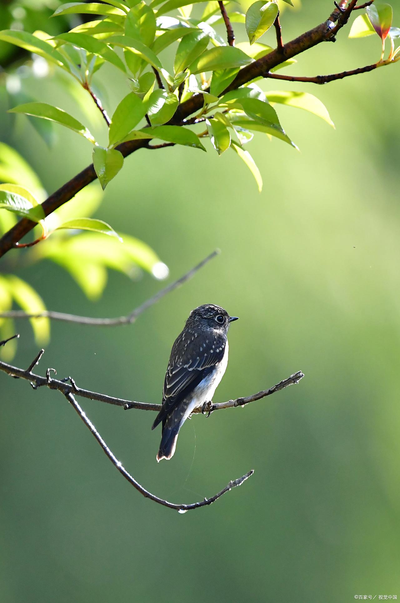 诚邀上联

上联：声声啼鸟传春意，
下联：片片绿叶送和风。