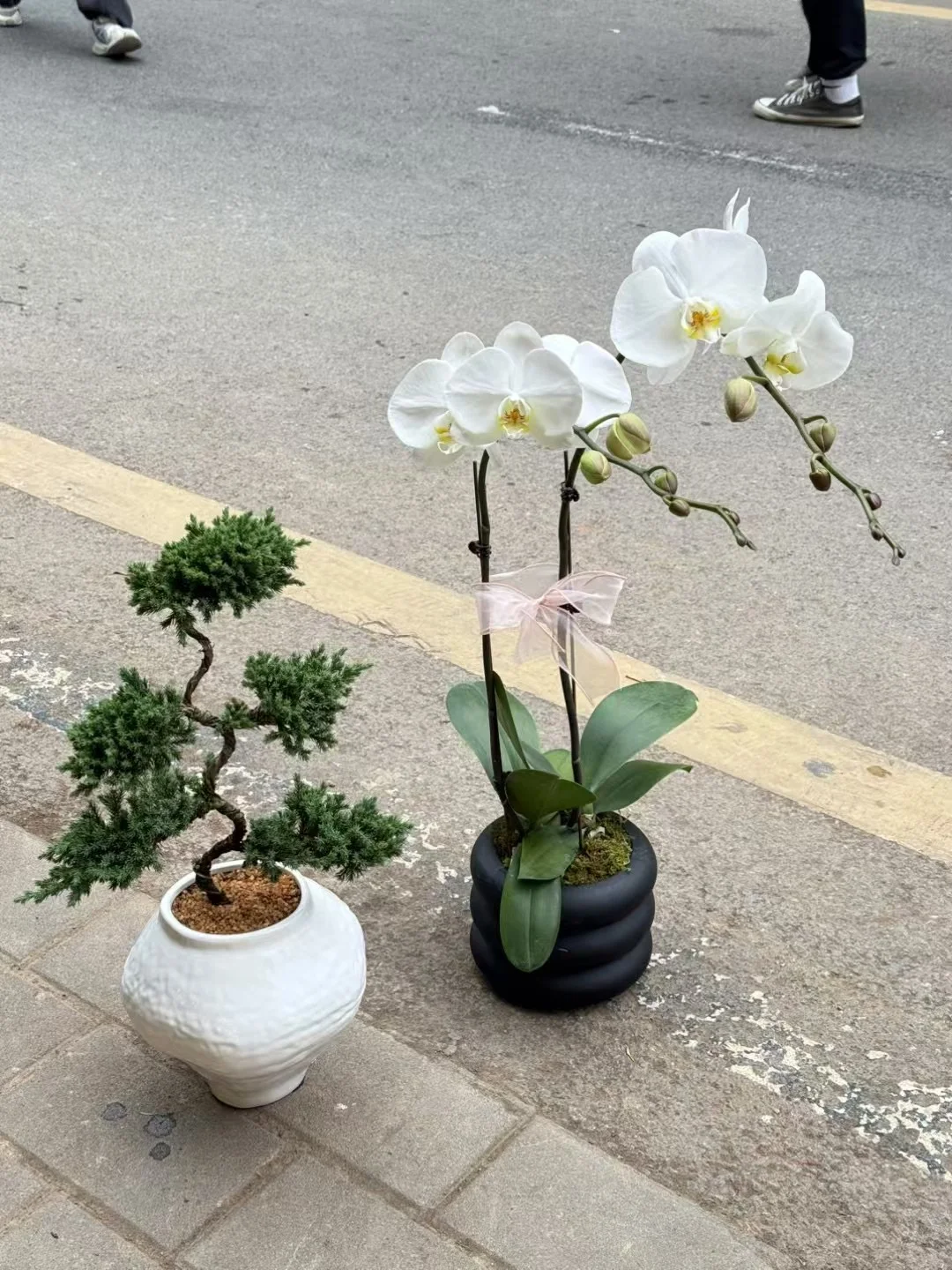自己带花盆去花市买花！