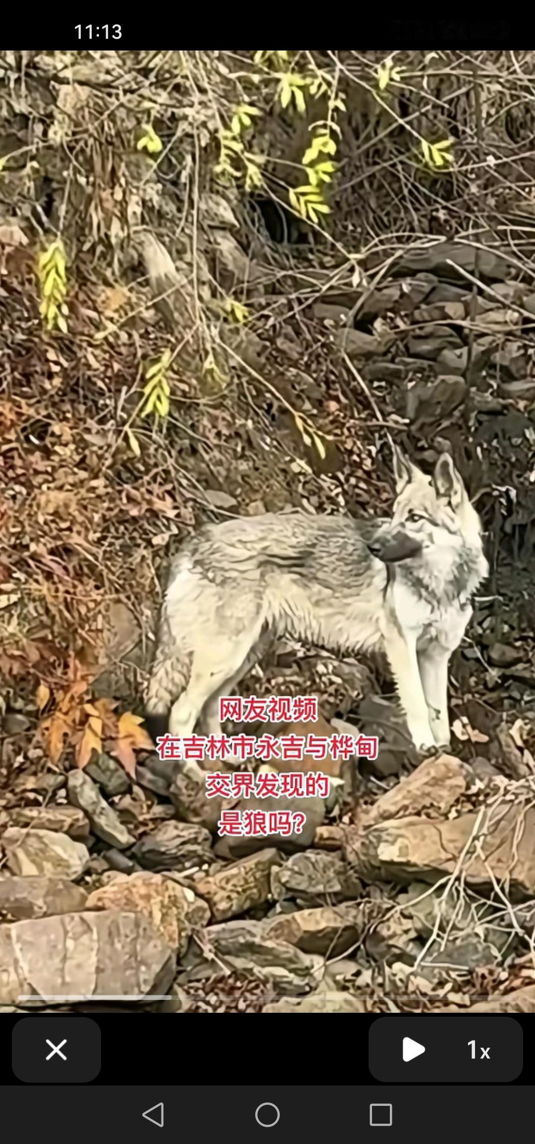 近日，在吉林市永吉县与桦甸交界处发现了狼，大家出行时需留意安全。
从网络消息得知
