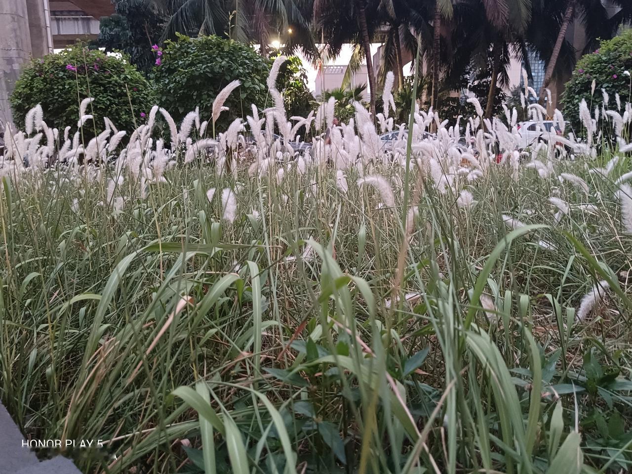 海口这边的小花园，狗尾巴草开得正欢