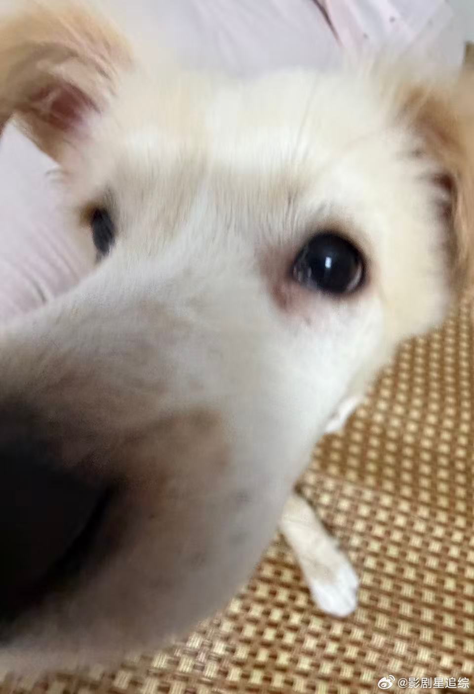 每日一狗