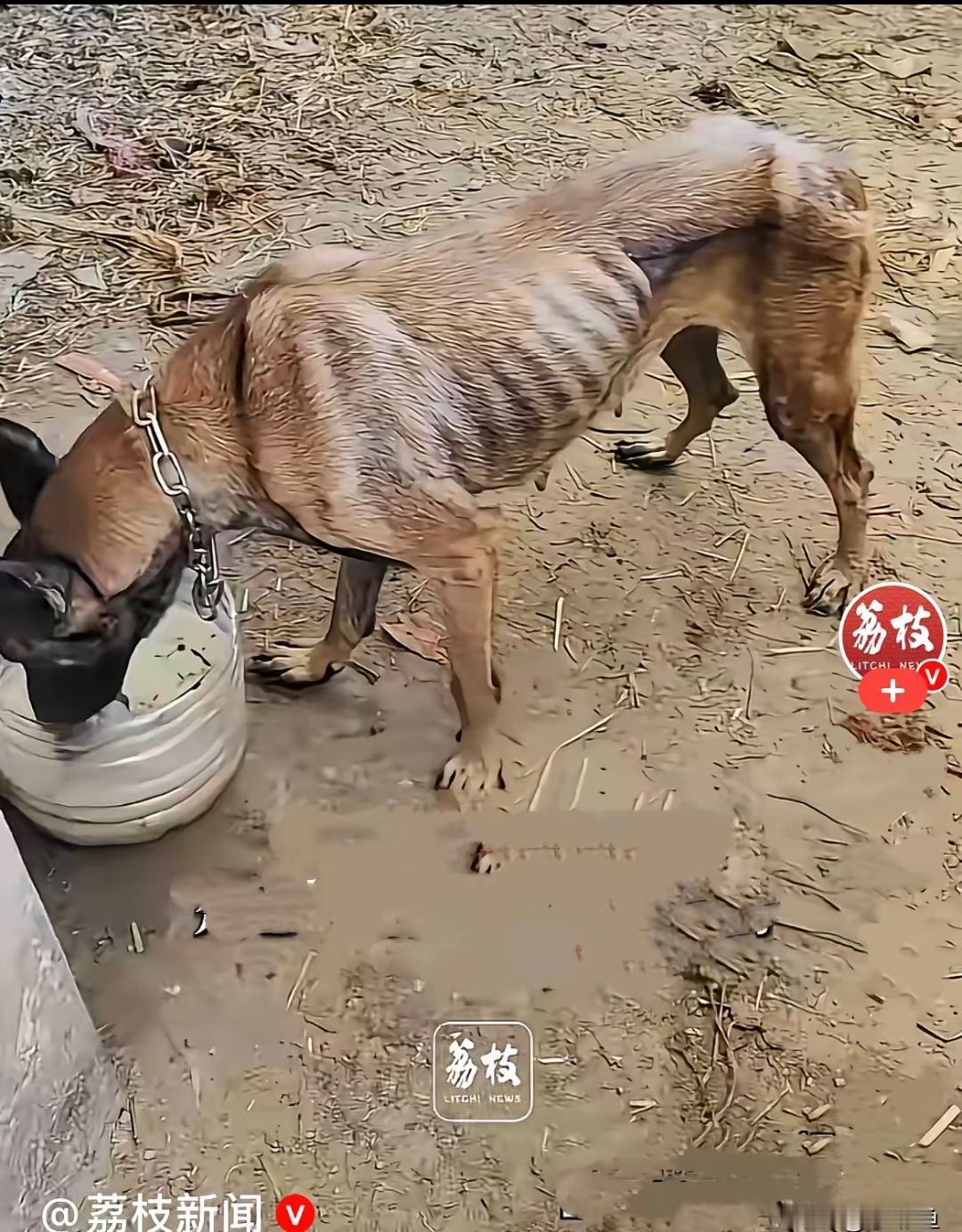 近日，广西百色一只被大水卷走的马犬回到家了，主人和马犬双双流泪……
整整十多个日