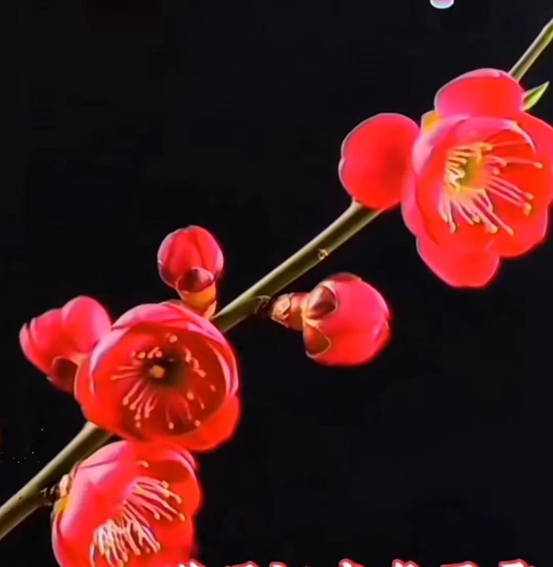 那些你一眼就喜欢上的花