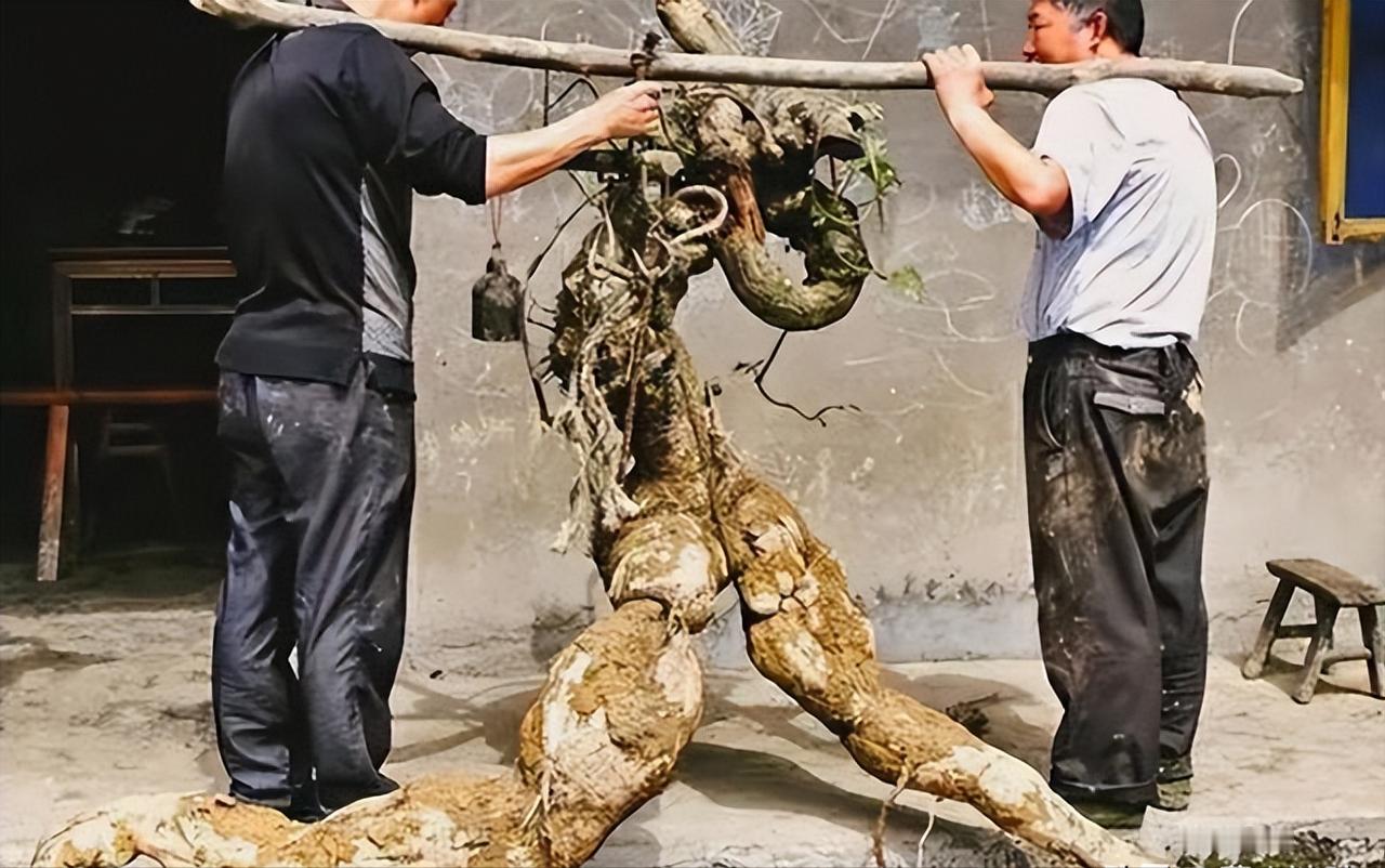 2018年，四川一农民挖出一个250斤的“树根”，被人以5000块钱买走了。正在