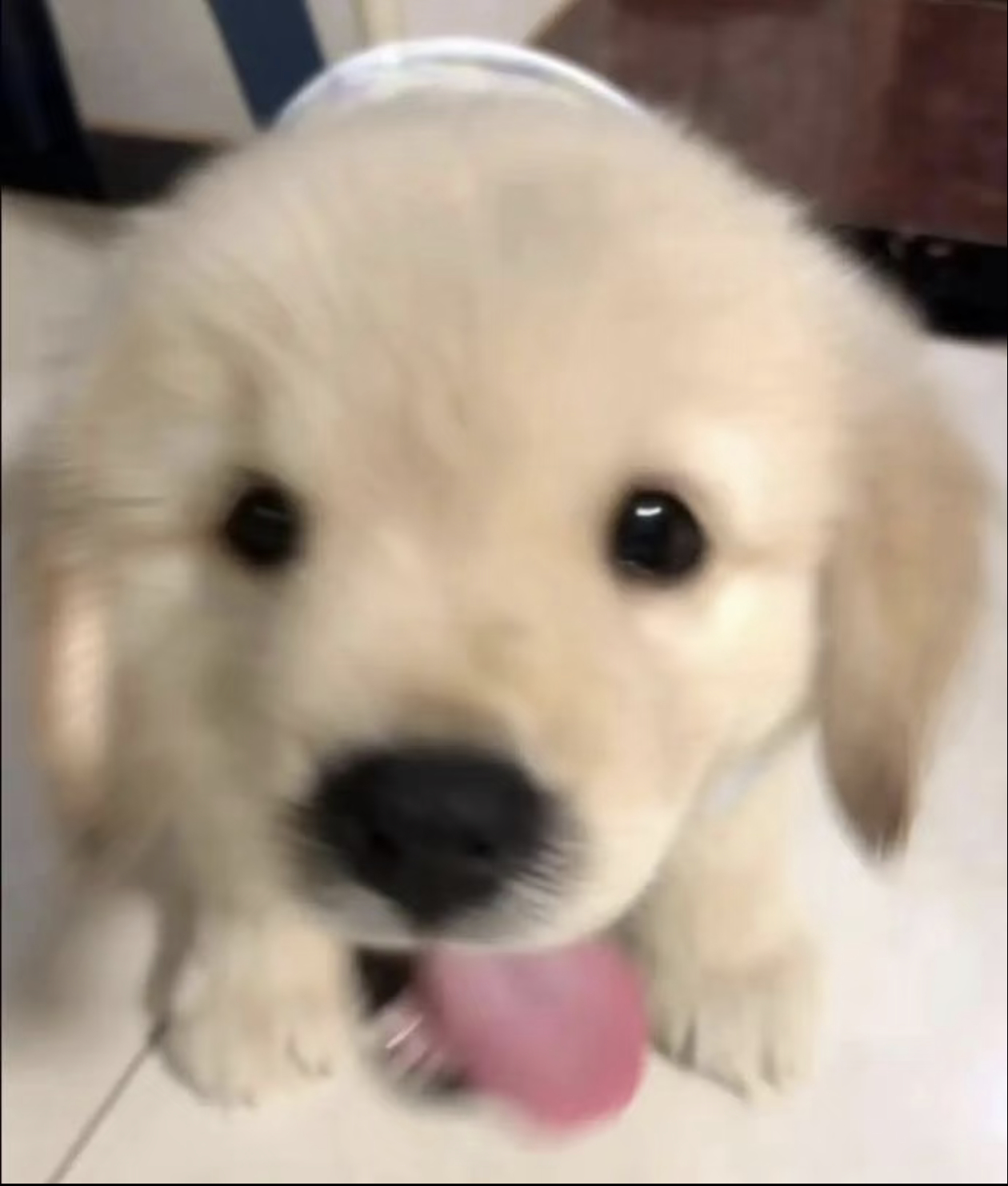 他他他 他一只婴儿狗幼年犬 ​​​