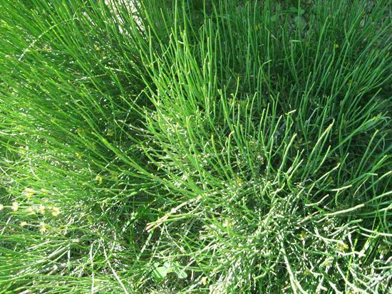 麻黄：沙原上的驱寒救命草
 
西汉年间，河西走廊的戈壁滩上，商队络绎不绝。有个叫