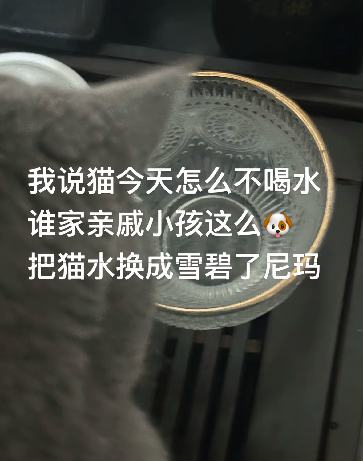 小孩：过年了请猫喝点好的 