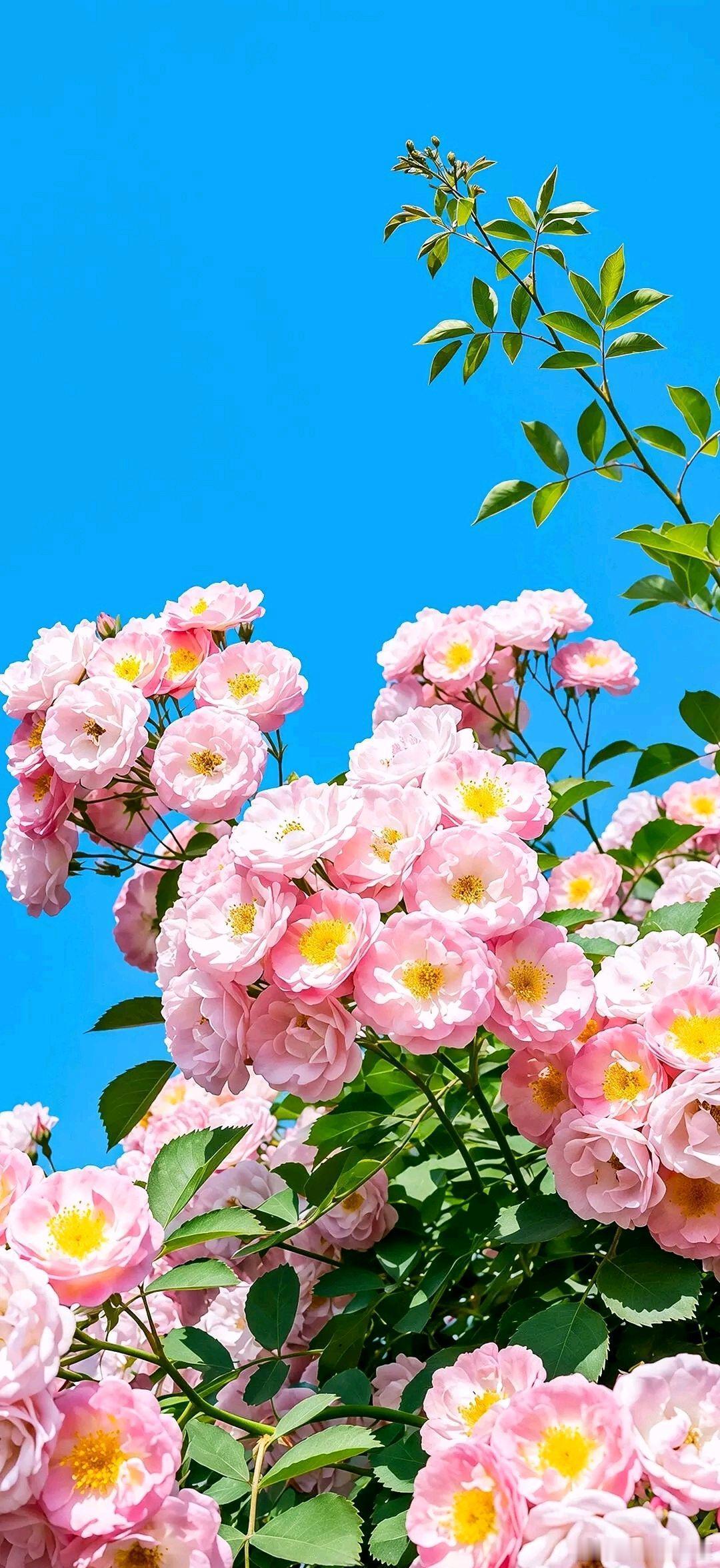 半夏花开，倾国倾城～ 