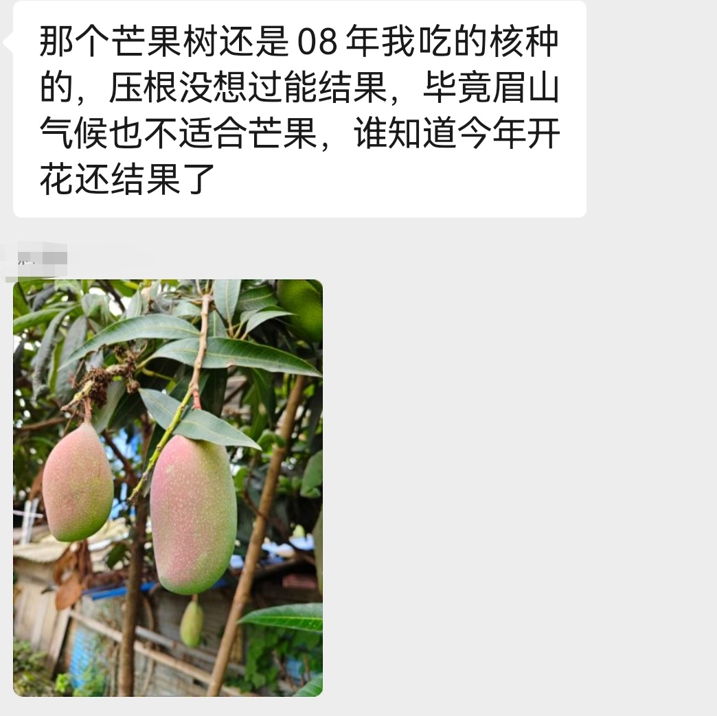 今年有多热？！08年种的芒果核，18年没结果，今年开花结果了