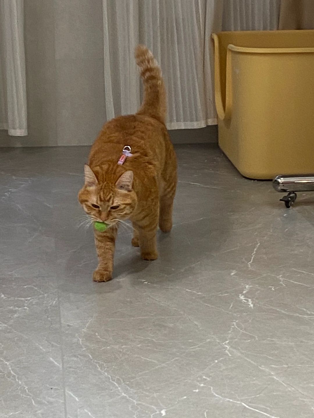 你们的小猫也喜欢玩球吗？