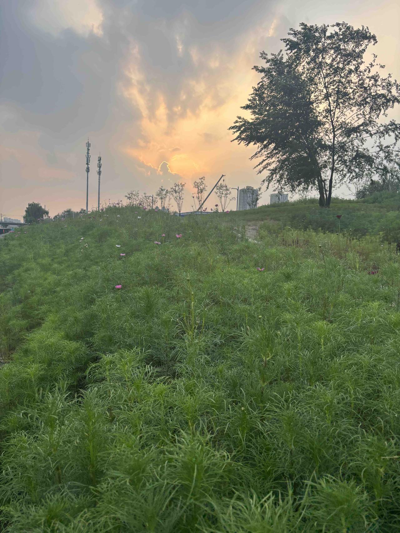 拍一张雨后的花朵这是昨儿拍的雨后花草，雨过天晴，花草繁茂，一切皆如此美好。