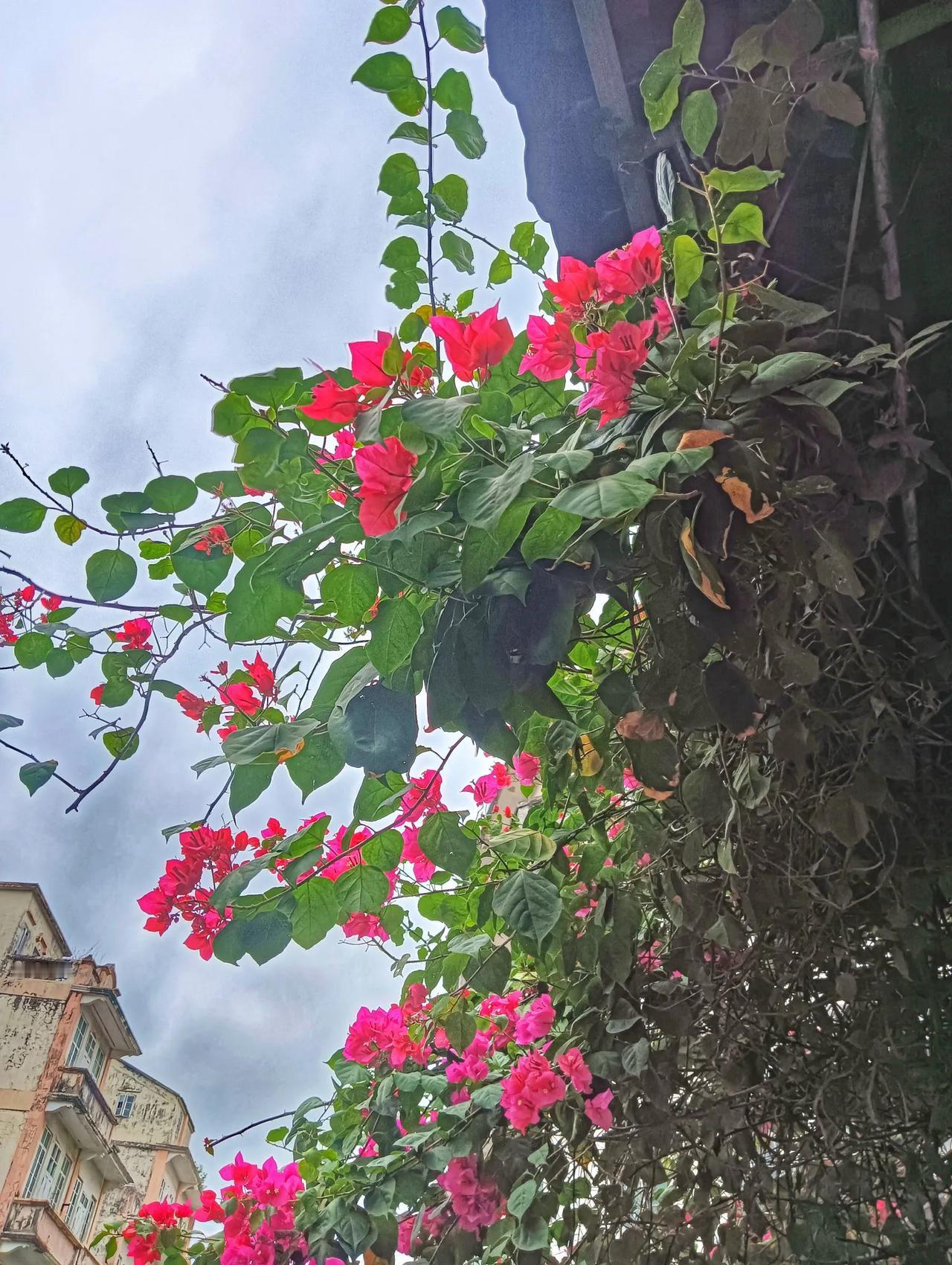 江门市花【三角梅】又名【勒杜鹃】