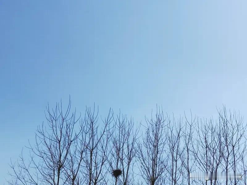 一张图证明秋天来了 一张图真能证明秋天来了。就像有幅画里，一行秋鸿振翅南翔，声声