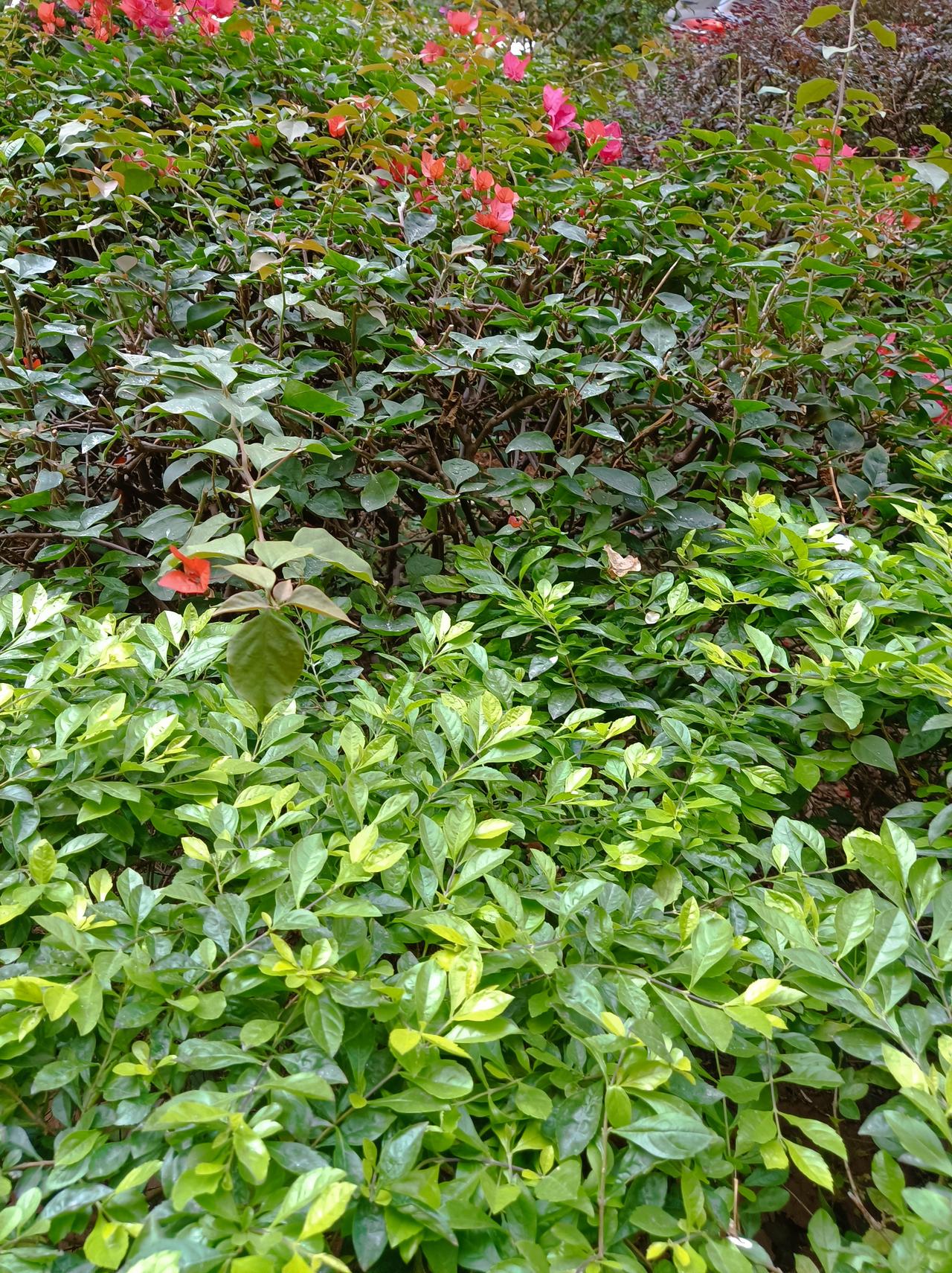 新年第一次公园遛弯新年公园第一次遛弯，看到公园里的三角梅开花了，公园里人也不多，