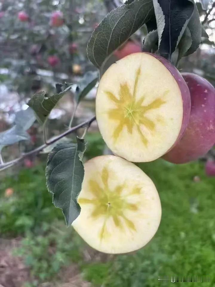 云南昭通苹果🍎