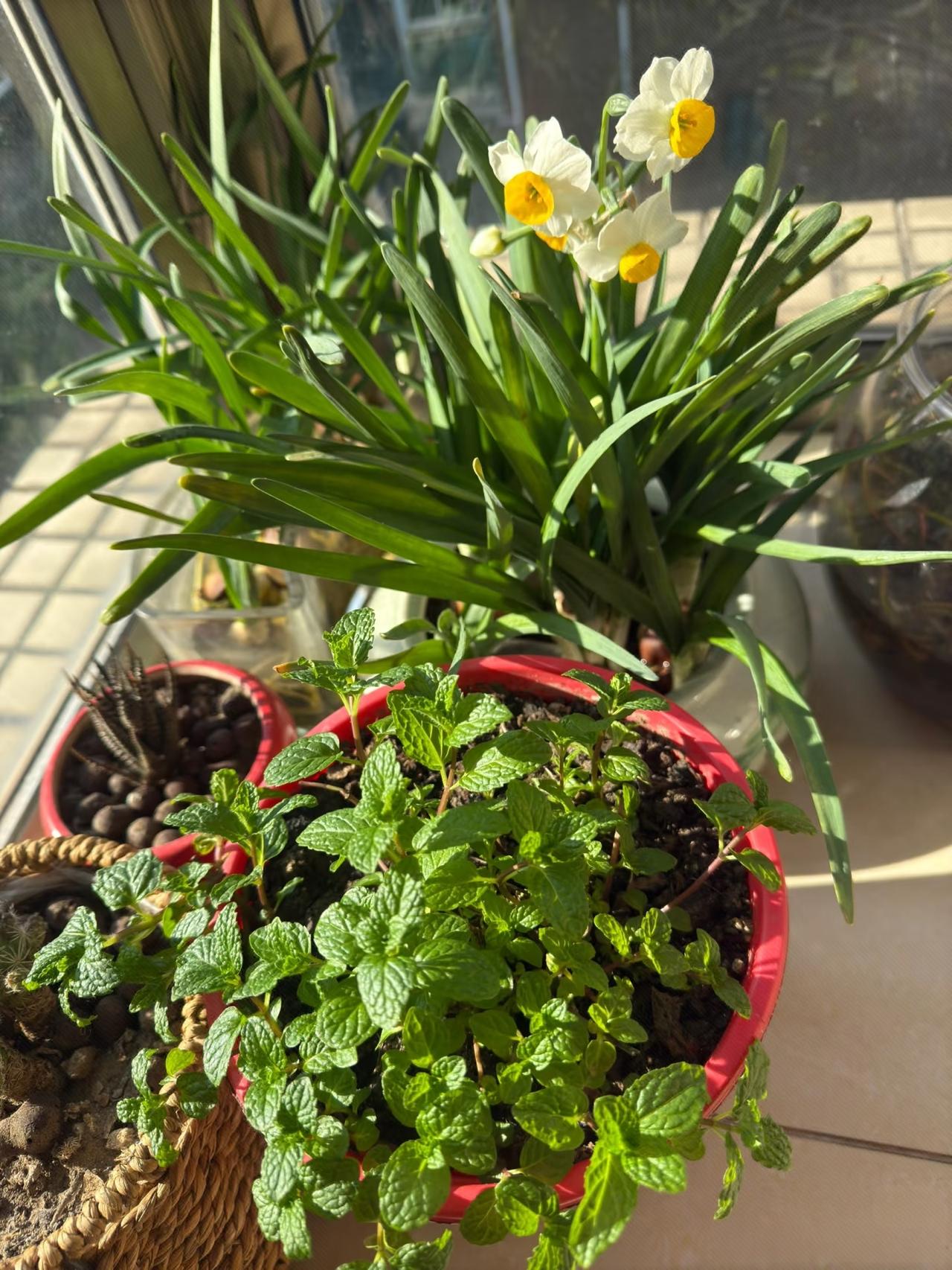 记录我的2026阳台上的水仙和薄荷散发着淡淡的清香，冬日早晨阳光正好，屋外寒风瑟