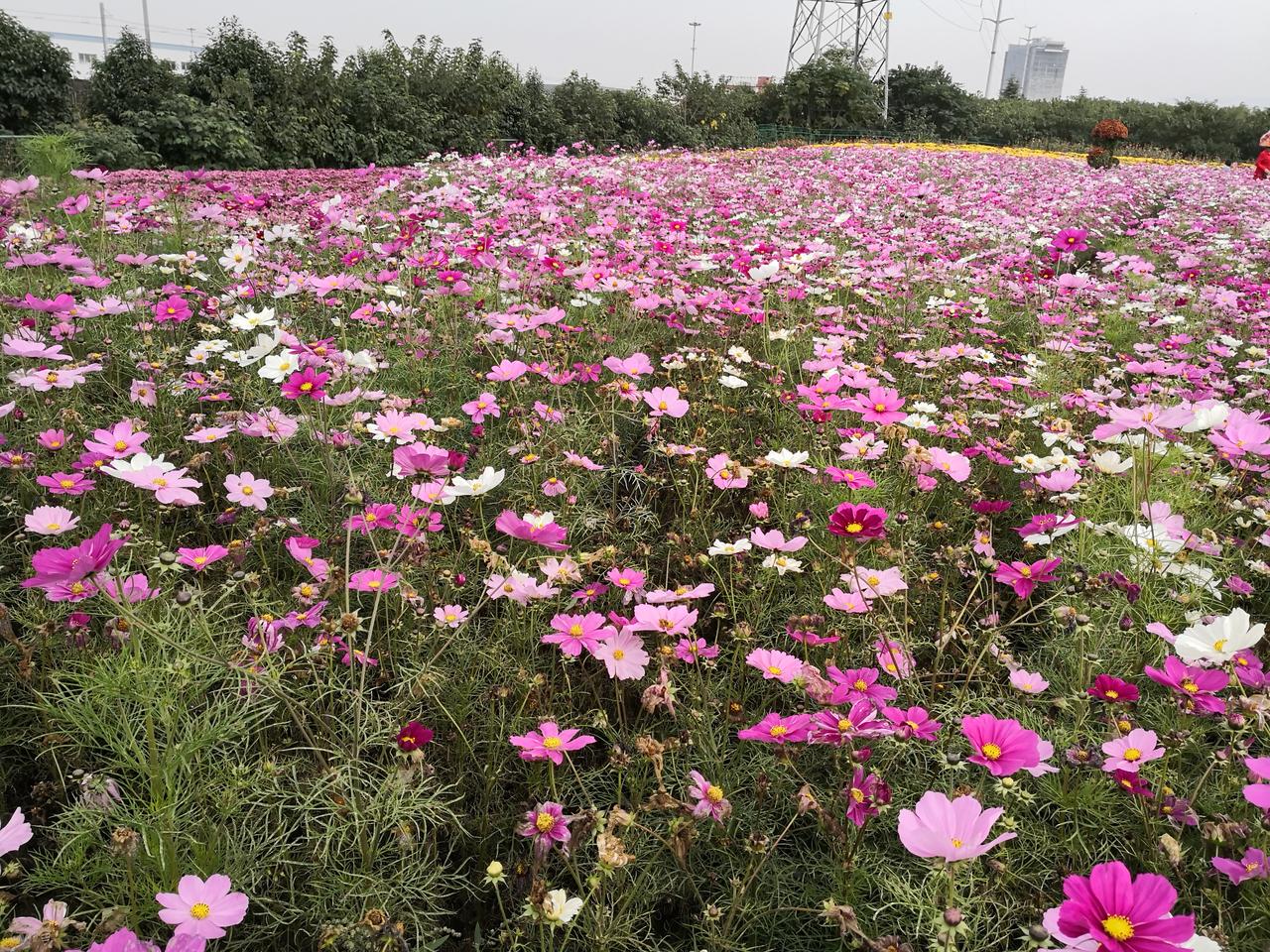 你手机里最美的花海照片是哪张秋风漫过缤纷花海，花浪轻轻起伏，满是温柔秋香，这般秋