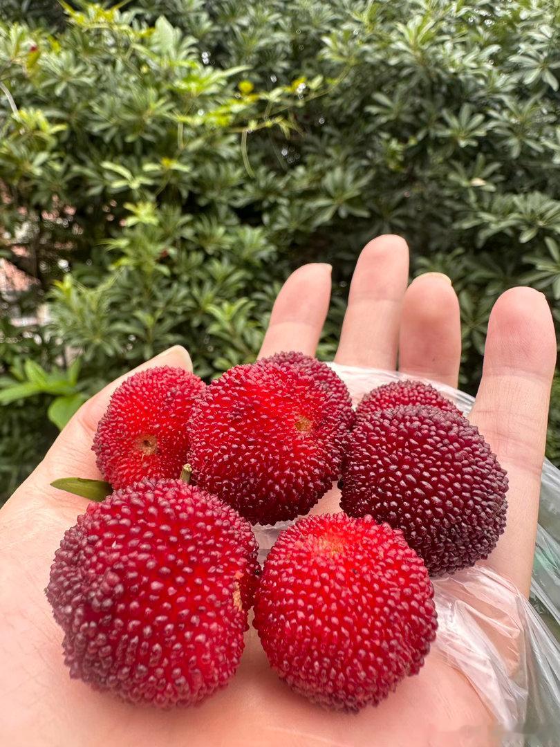 今天去摘杨梅了，现摘的就是新鲜。周末过得真快，明天又要回归本职工作了一大堆事情等