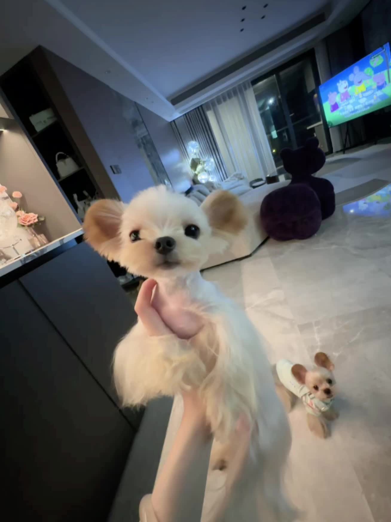 养宠人的治愈谁懂啊