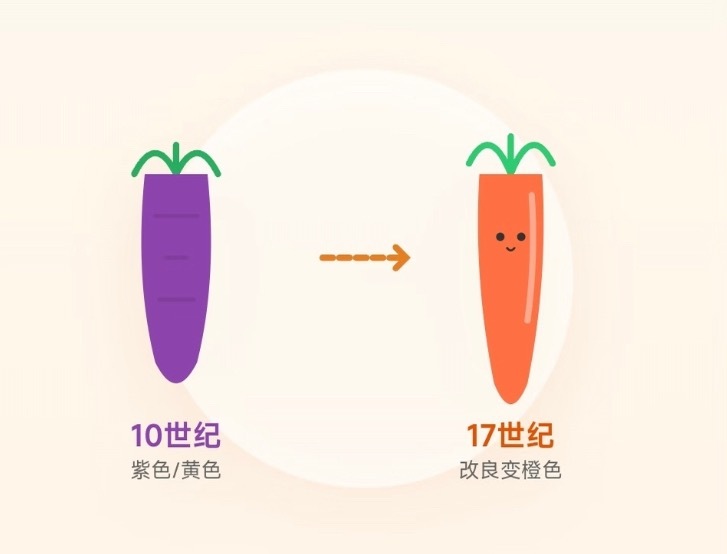 冷知识｜其实胡萝卜最初是紫色的🥕胡萝卜最早起源于中亚（今阿富汗一带），大约在1